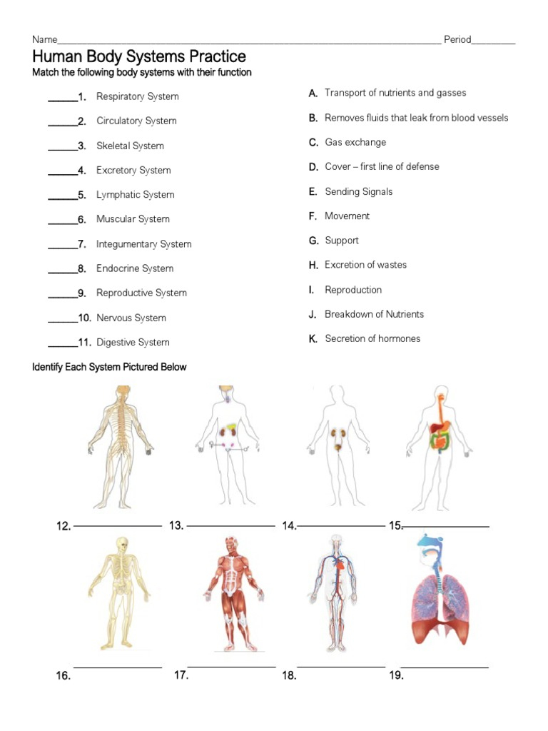 Body Systems Matching Practice PDF Human Body Animal Anatomy 