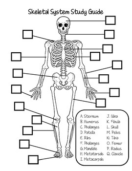 Bone Anatomy Worksheet 4th Grade