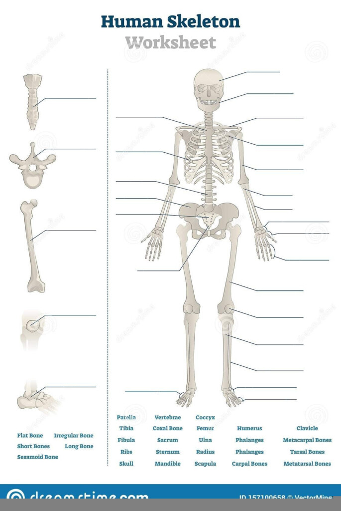 Bone Anatomy Worksheet Anatomy Worksheets