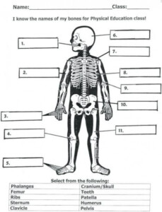 Bone Anatomy Worksheet Answers