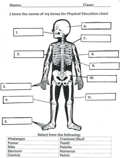 Bone Anatomy Worksheet Answers