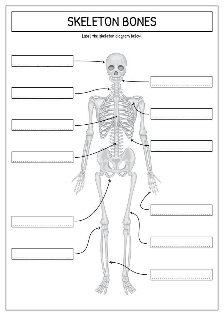 Bone Anatomy Worksheets