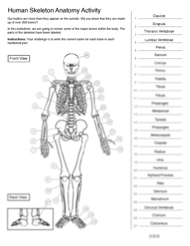 Bone Anatomy Worksheets Answers Printable Worksheets