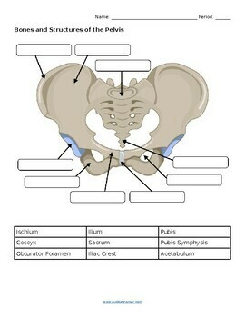 Bone Labeling Pelvis Legs Arms By Biologycorner TpT