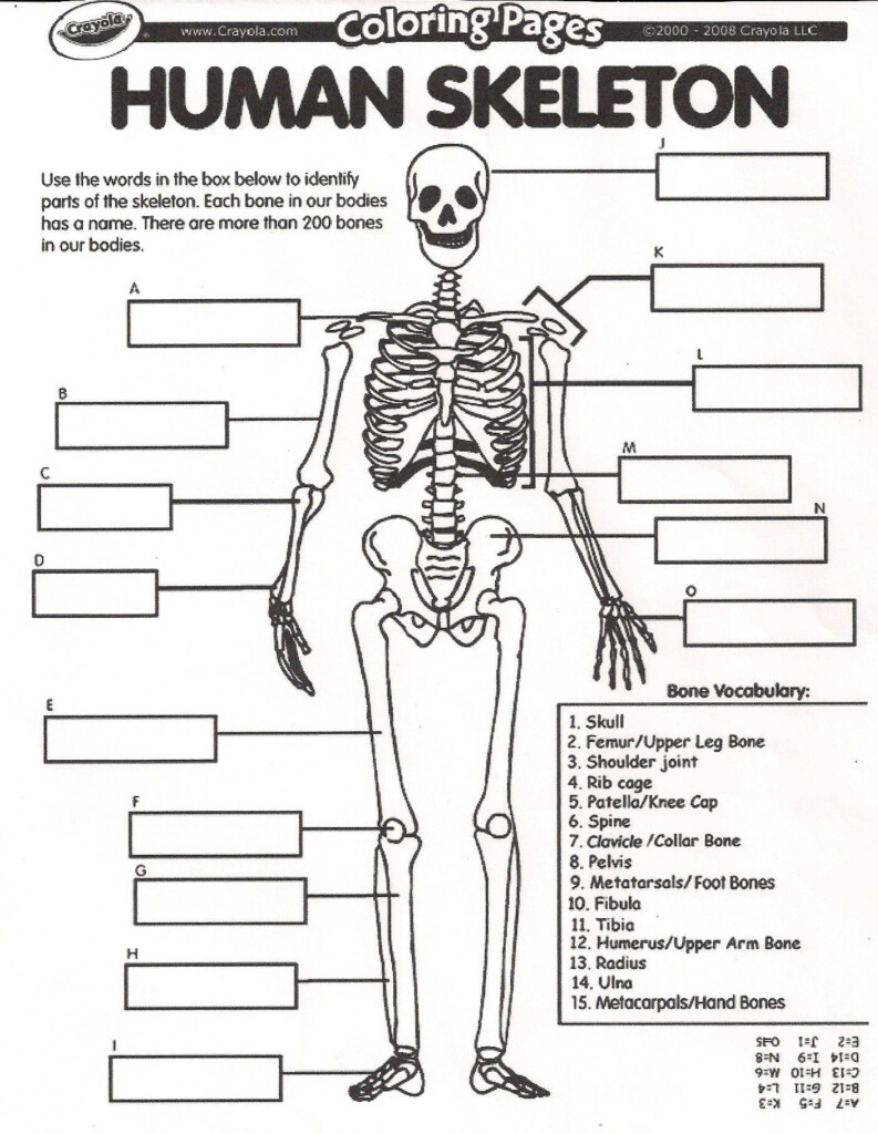 Bones In The Body Worksheet