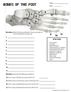 Bones Of The Foot Worksheet By Teaching The 123 39 s TPT