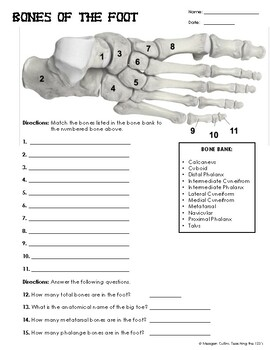 Bones Of The Foot Worksheet By Teaching The 123 39 s TPT