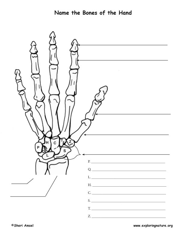 Bones Of The Hand Labeling Page