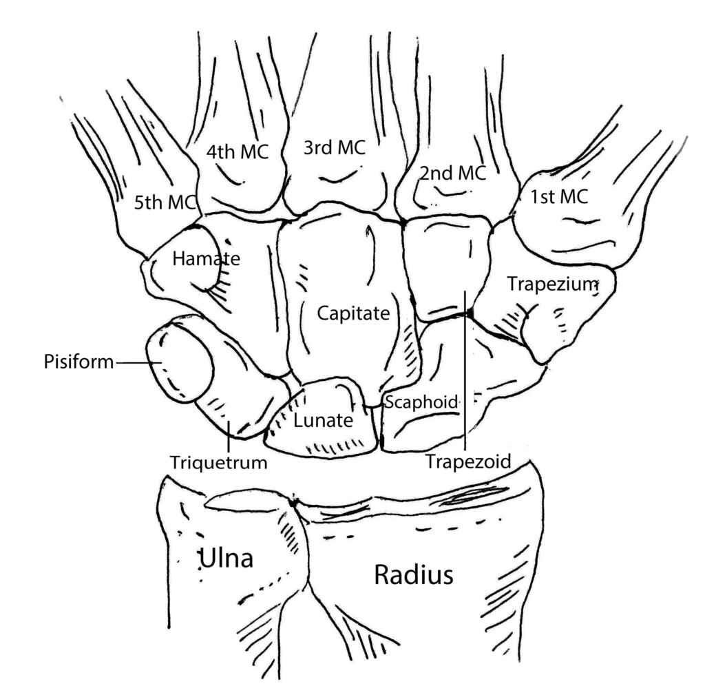 Bones Of The Hand Worksheet