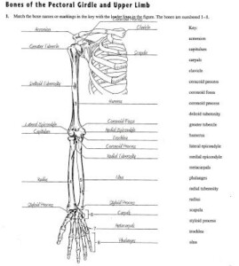 Bones Of The Pectoral Girdle And Upper Limb