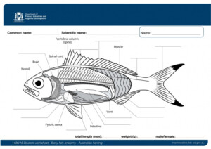 Bony Fish Anatomy Worksheet Anatomy Worksheets