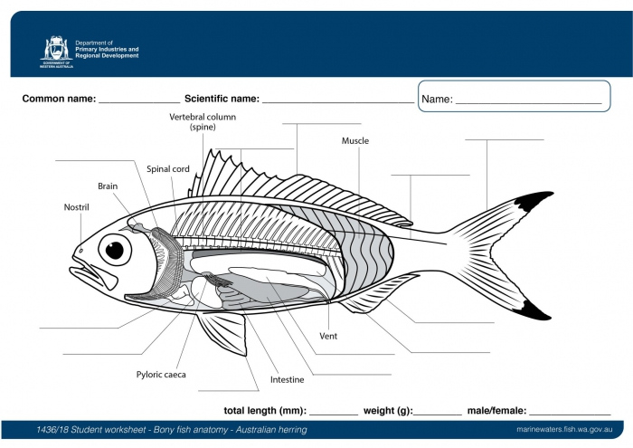 Bony Fish Anatomy Worksheet Anatomy Worksheets