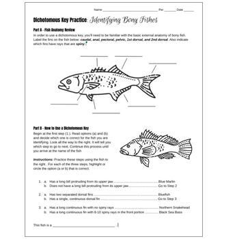 Bony Fish Dichotomous Key Identifying Bony Fish Marine Science 