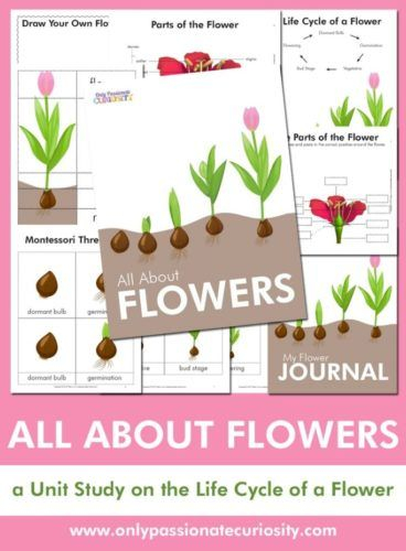 Botany A Blooming History Photosynthesis Worksheet Math Problem 