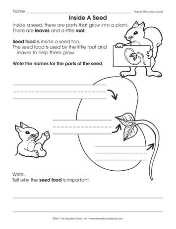 Botany A Blooming History Photosynthesis Worksheet Math Problem 