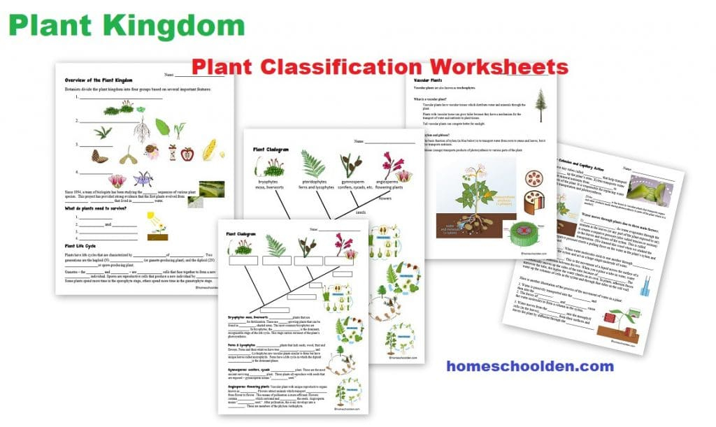 Botany Unit Plant Kingdom Worksheets And More Homeschool Den