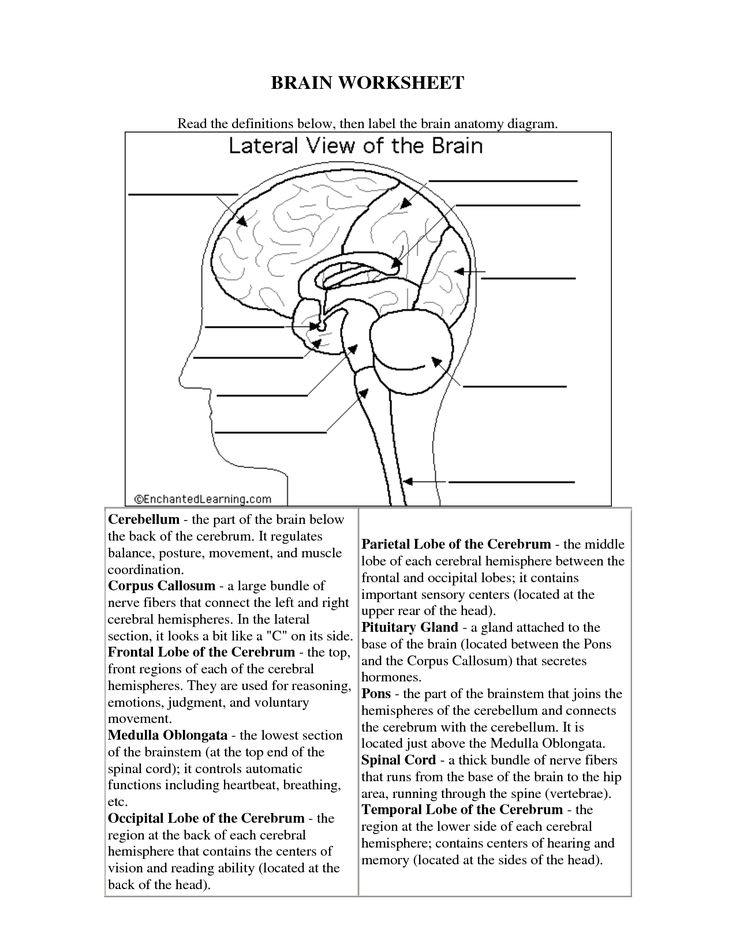 Brain Anatomy And Physiology Worksheet Anatomy Worksheets