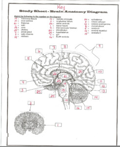 Brain Anatomy Worksheet Answers Anatomy Worksheets