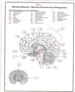 Brain Anatomy Worksheets Printable Worksheets