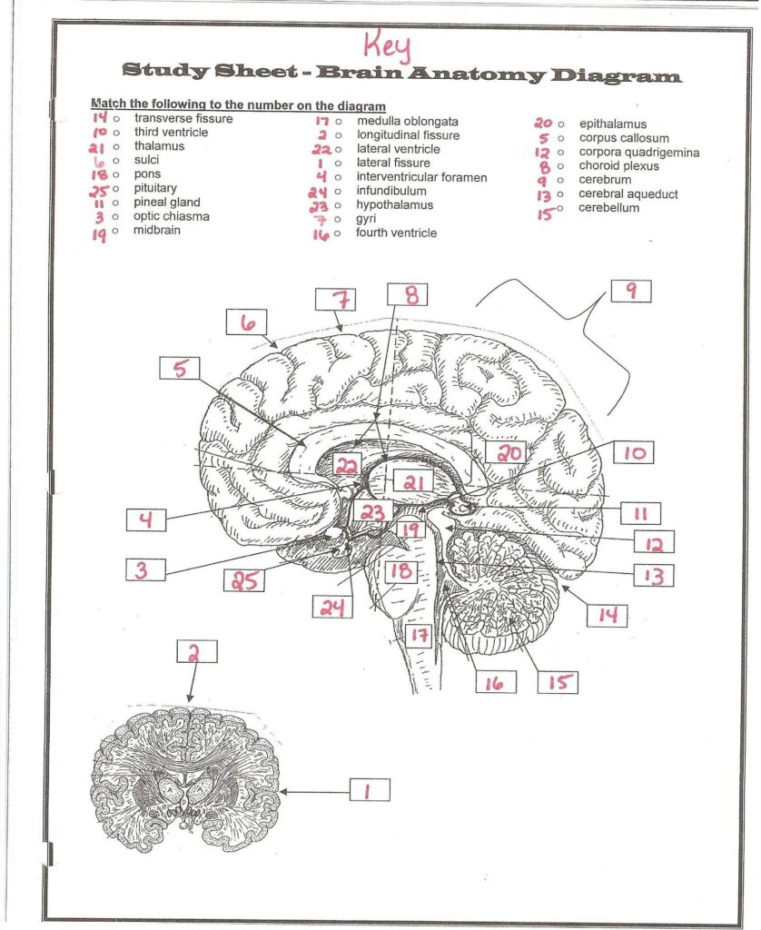 Brain Anatomy Worksheets Printable Worksheets