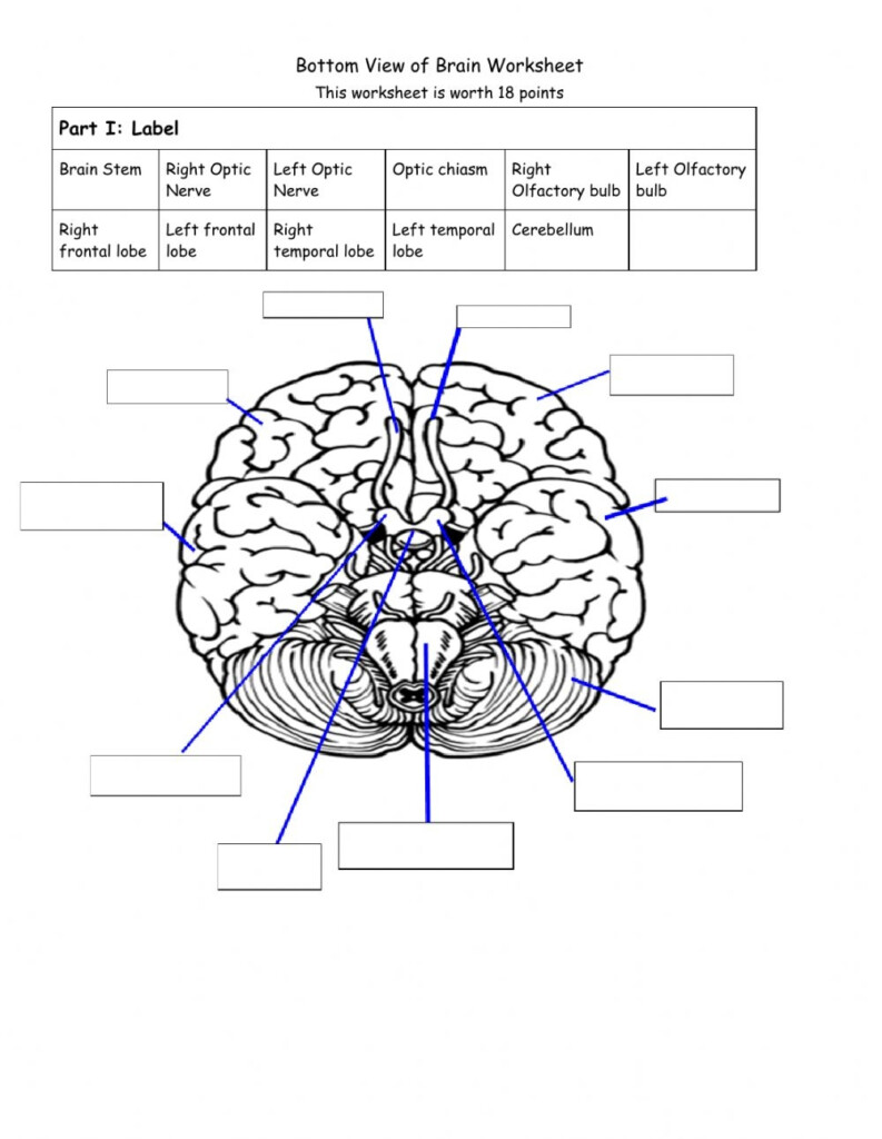 Brain Anatomy Worksheets Printable Worksheets