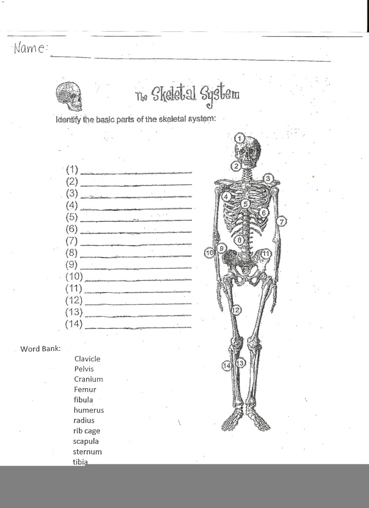 Building The Framework Anatomy Worksheet Answers Anatomy Worksheets