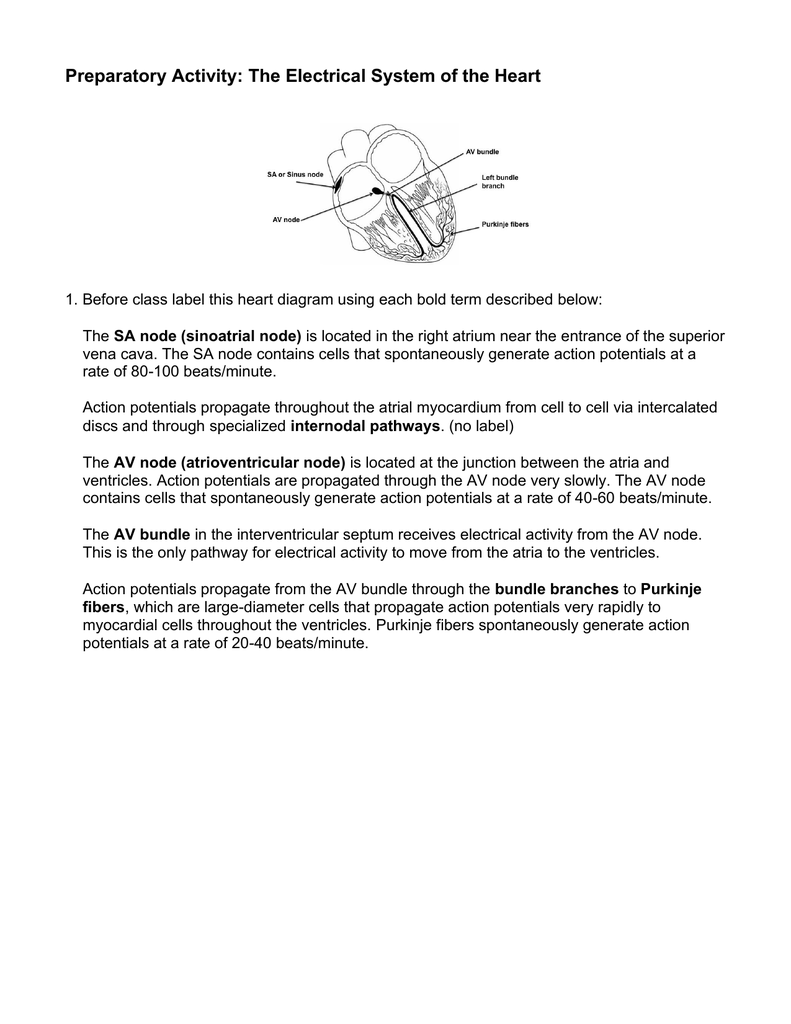 Building The Framework Anatomy Worksheet Answers Printable Word Searches