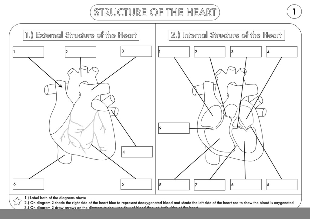 Building The Framework Heart Anatomy Worksheet Answers Anatomy Worksheets
