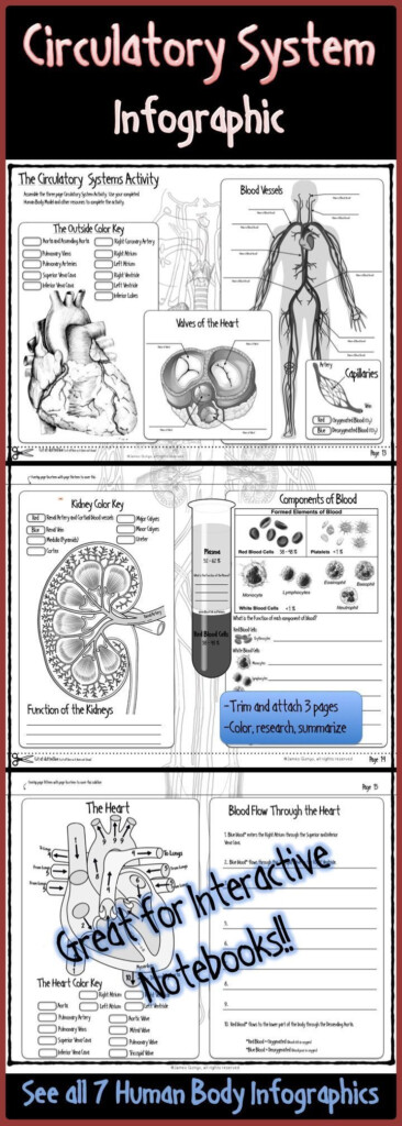 Building The Framework Heart Anatomy Worksheet Answers Anatomy Worksheets