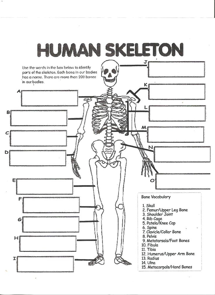 Building The Framework Worksheet Answers Anatomy Anatomy Worksheets