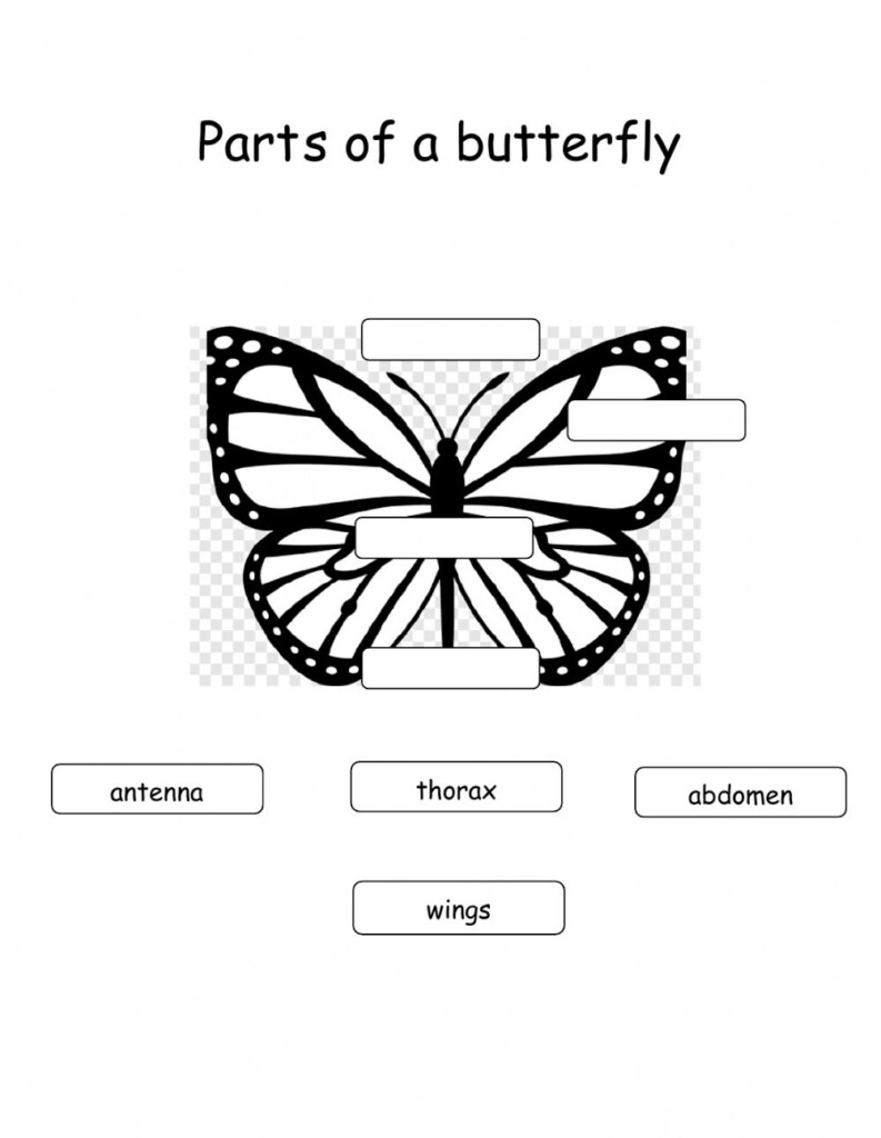 Butterfly Anatomy Worksheet Anatomy Worksheets