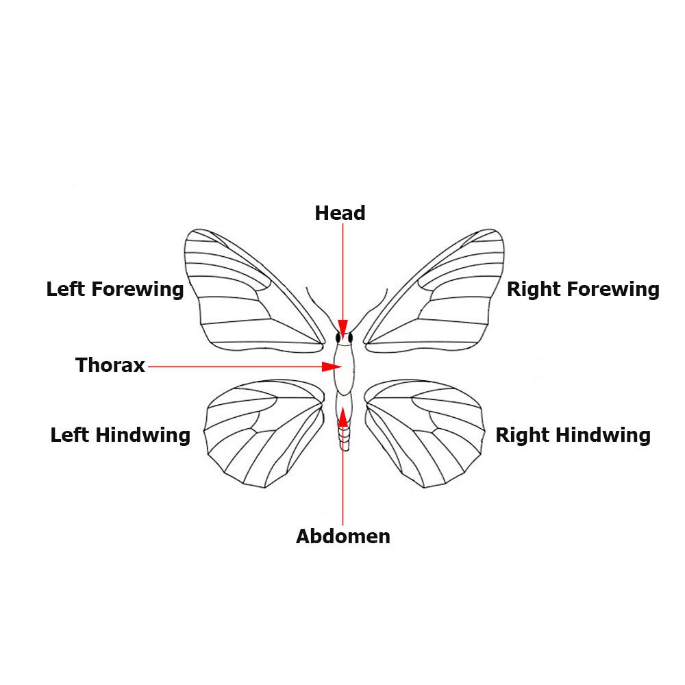 Butterfly Anatomy Worksheet Anatomy Worksheets Vrogue co