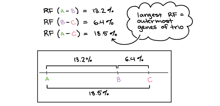 Calculating Recombination Frequency Map Units