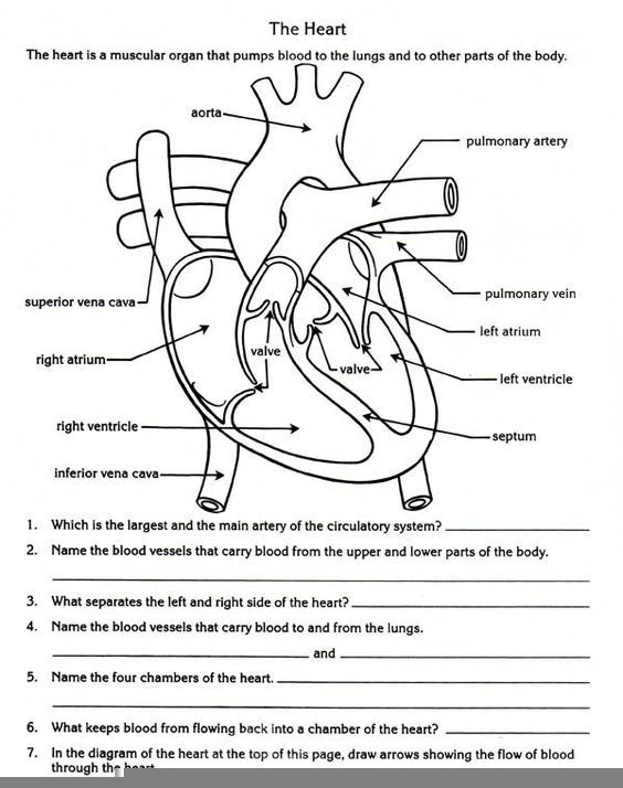 Cardiac Anatomy And Physiology Worksheet Anatomy Worksheets