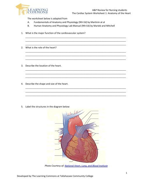 Cardiac Anatomy And Physiology Worksheet