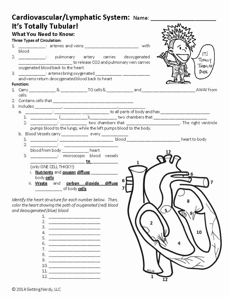 Cardiovascular System Worksheet