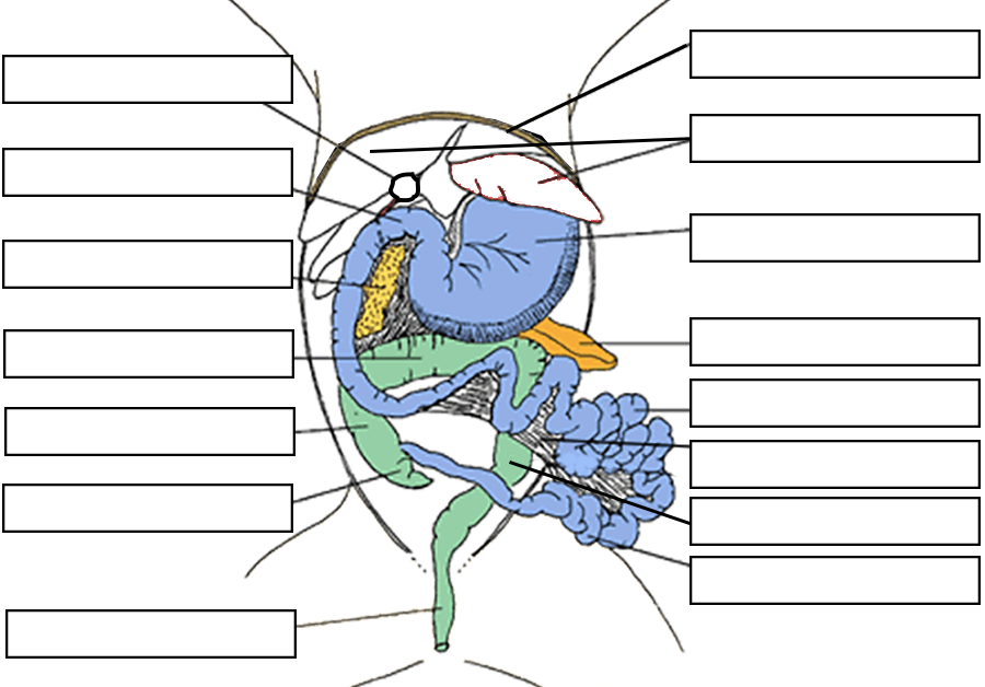 Cat Anatomy Thoracic And Abdominal Organs Worksheets Library