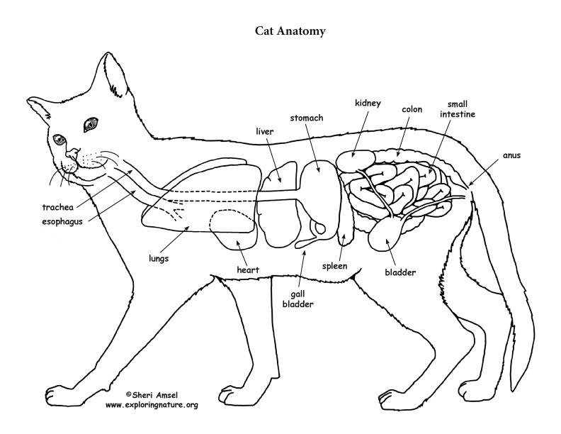 Cat Dissection Digestive System Labeled