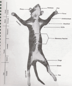 Cat Dissection Muscles Diagram