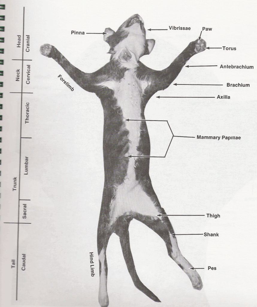 cat dissection muscles diagram