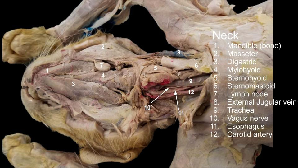 Cat Dissection Worksheets Library