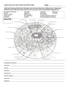 Cell Anatomy Diagram Anatomy Worksheets