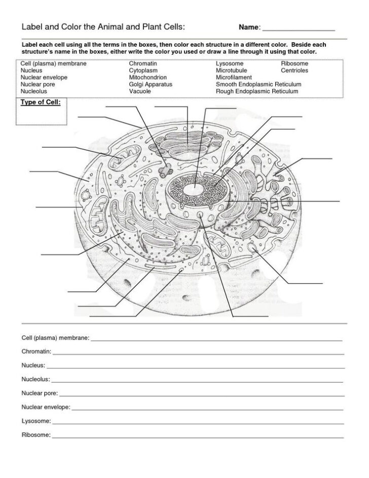 Cell Anatomy Diagram Anatomy Worksheets