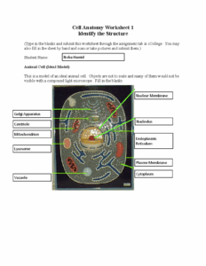 Cell Anatomy Worksheet 1 You May Also Fill In The Sheet Hand And Scan