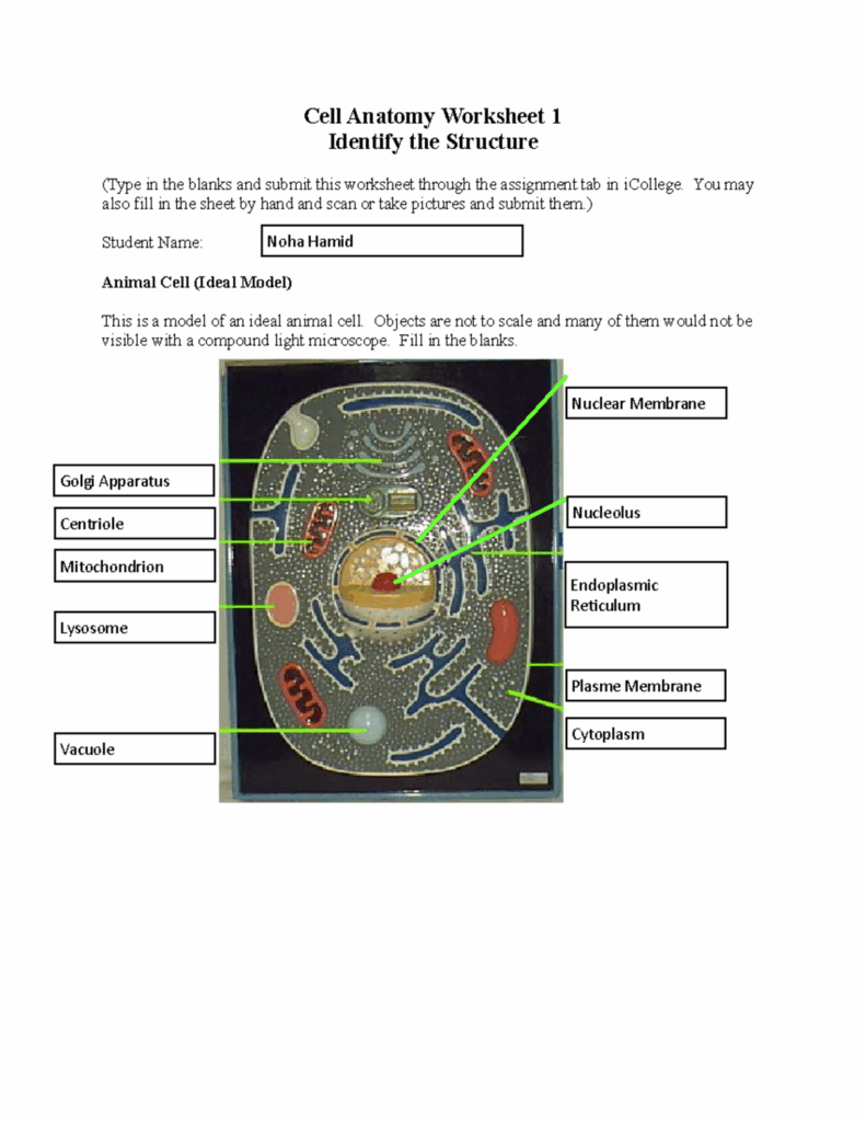 Cell Anatomy Worksheet 1 You May Also Fill In The Sheet Hand And Scan 