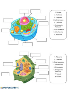 Cell Anatomy Worksheets Printable Worksheets