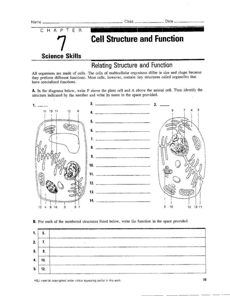 Cell City Worksheet Answers 38 Cells Worksheet Biology Worksheet 