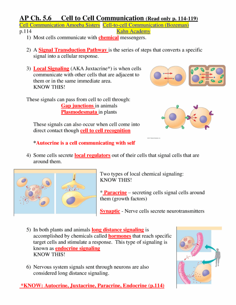 Cell communication Cheat Sheet PDF Worksheets Library