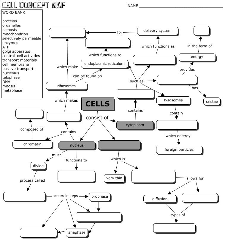 Cell Concept Map Word Bank Answers Corene Charlotte