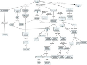 Cell Concept Map Worksheet Answers Englishworksheet my id